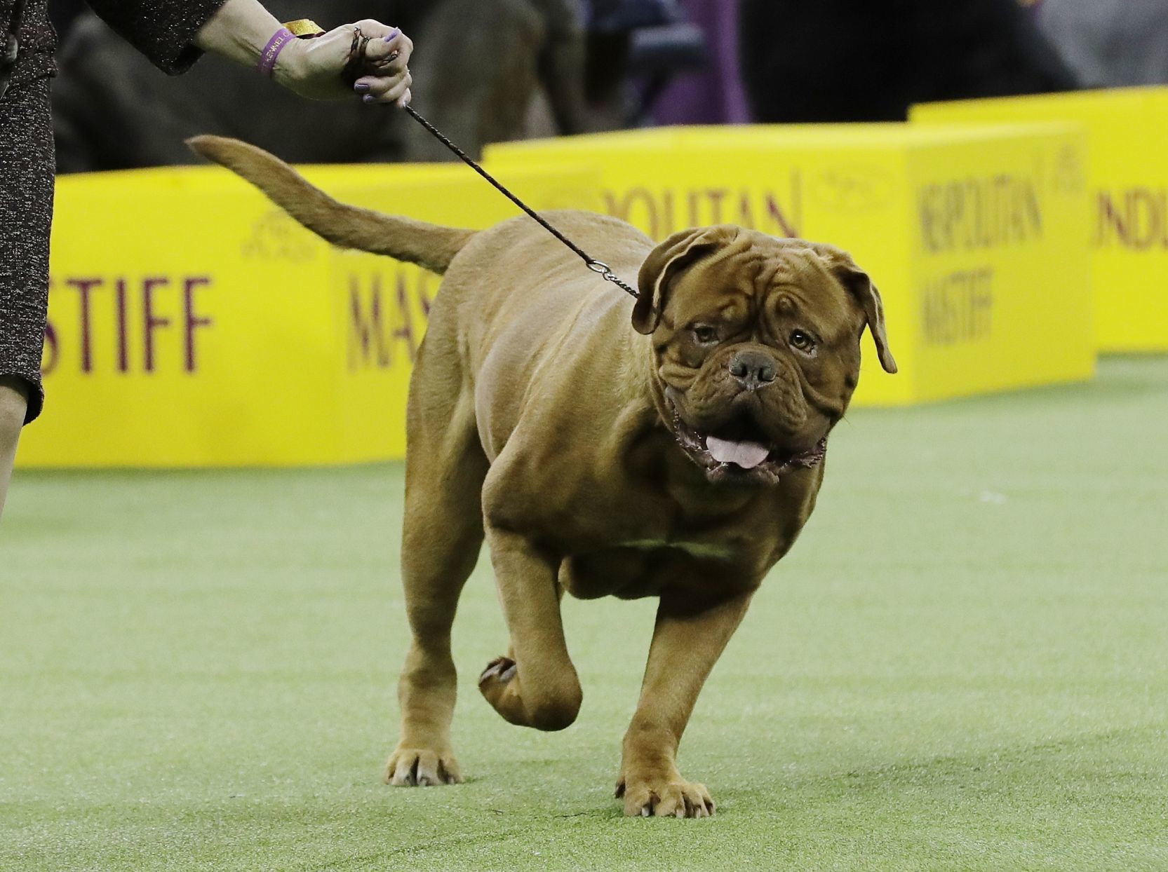 Westminster Dog Show
